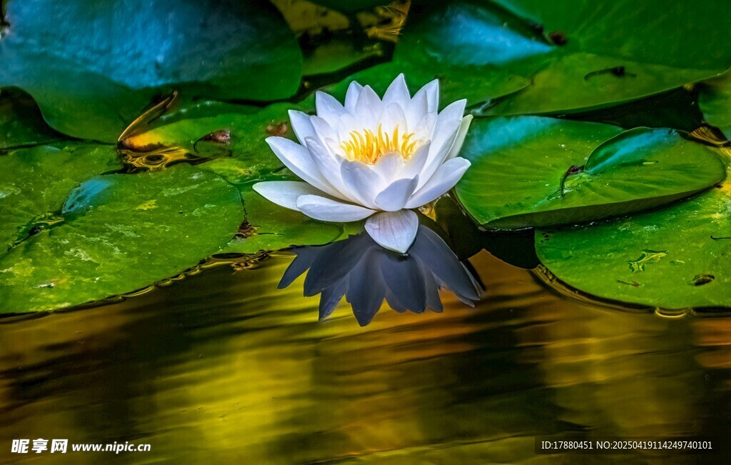 莲花