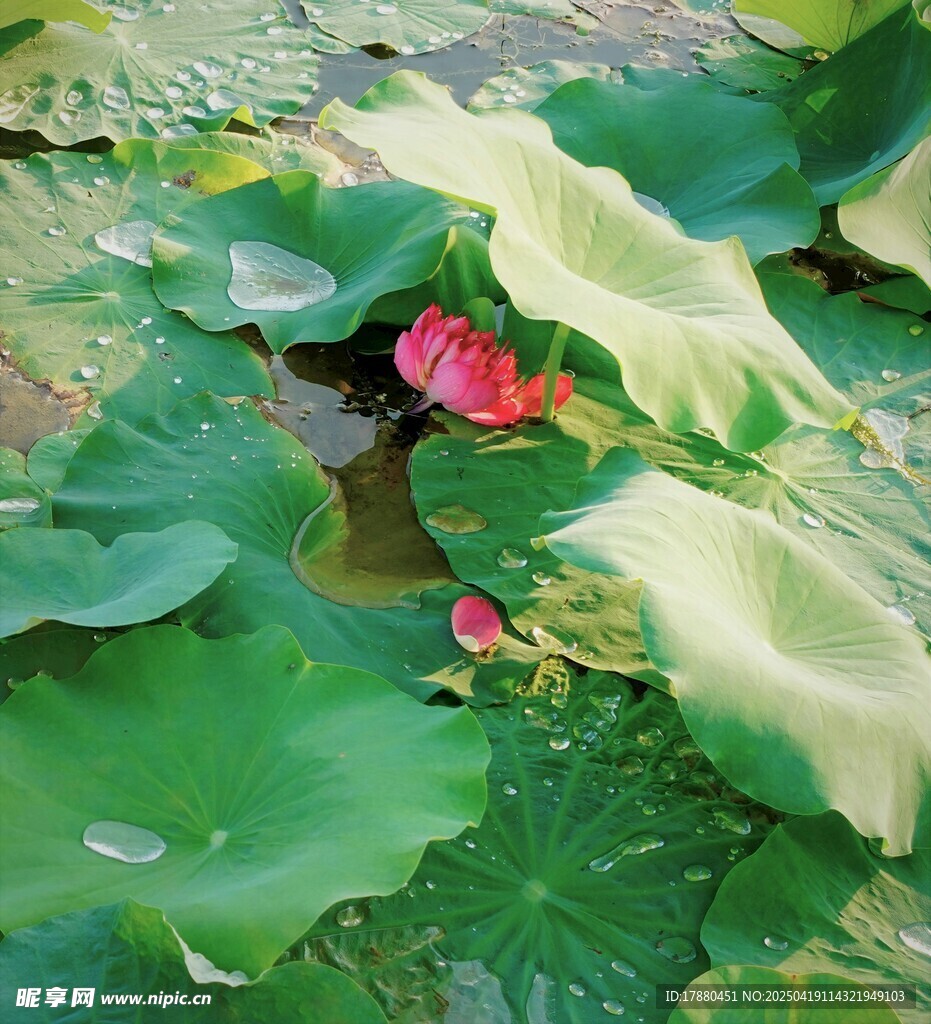 荷花