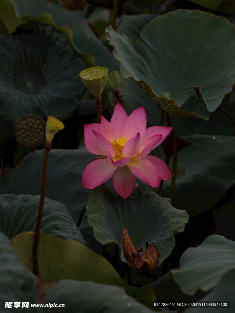 荷花