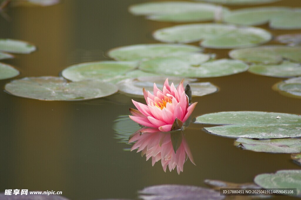 莲花