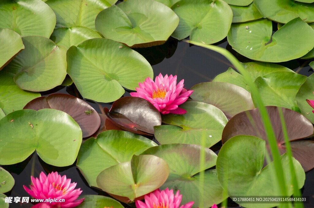 莲花