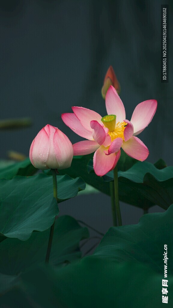 荷花