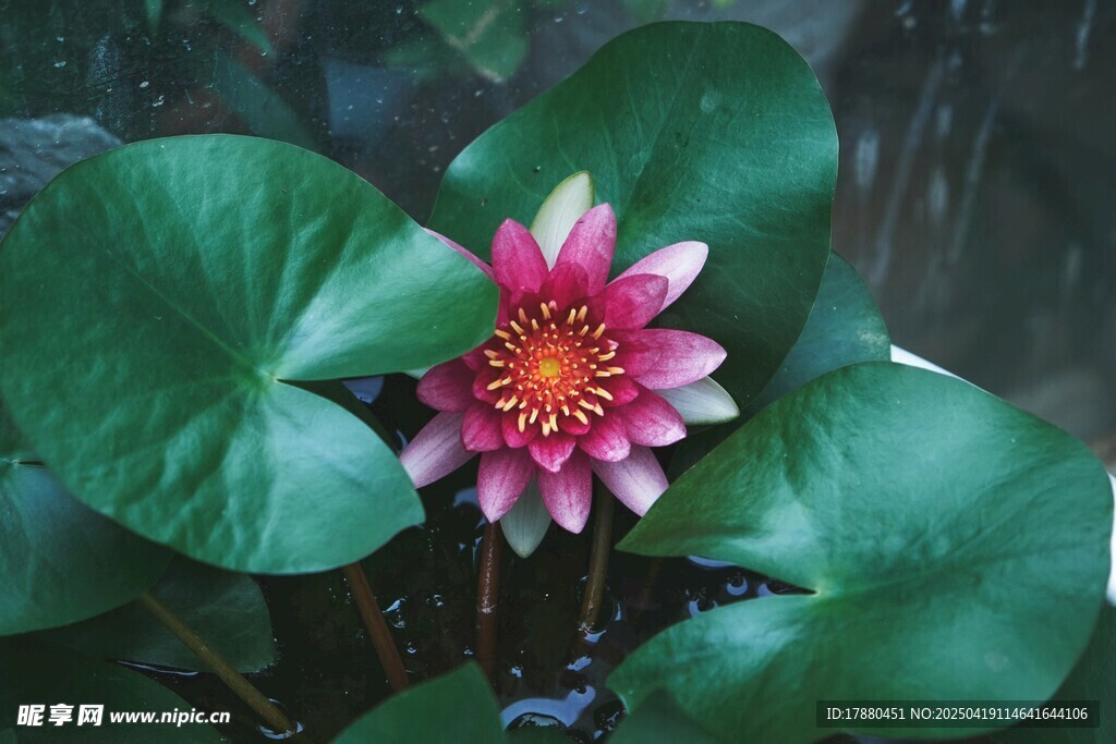 莲花
