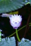 莲花