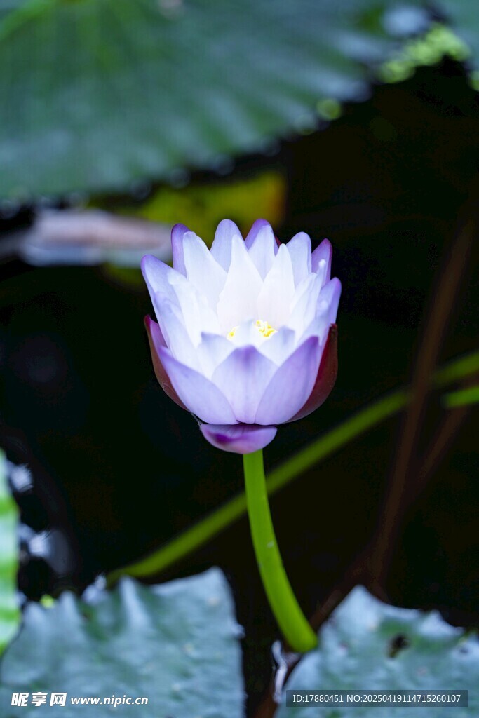 莲花