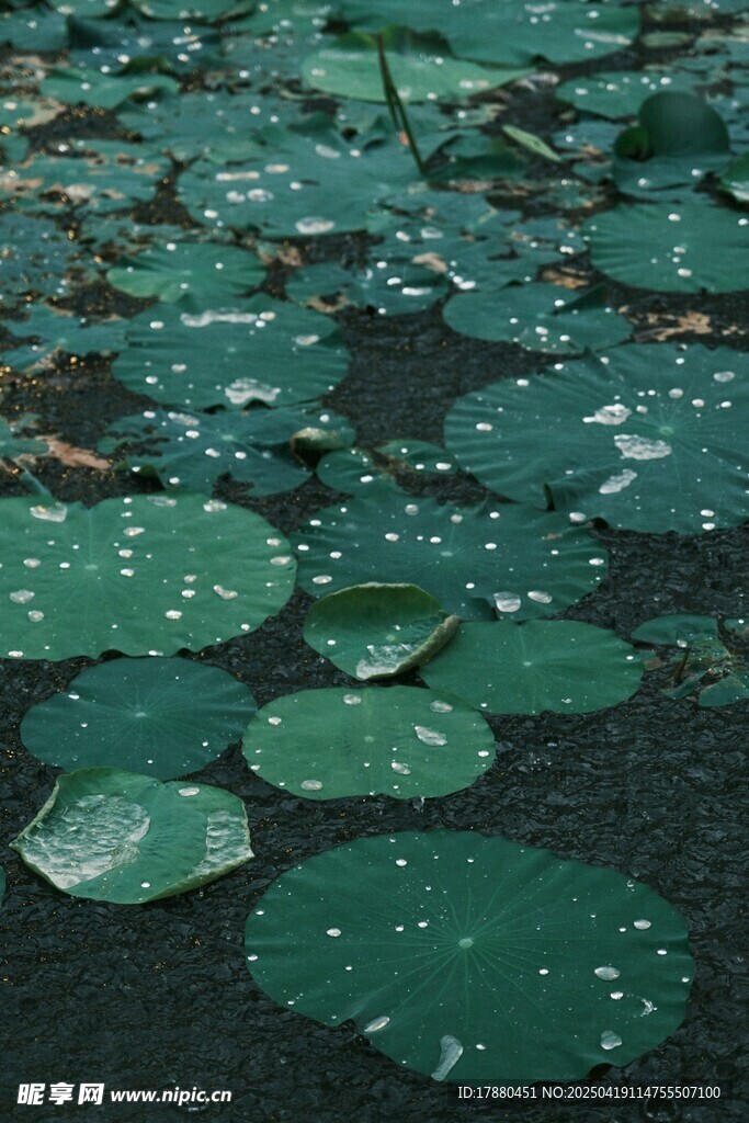 水荷叶