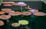 莲花