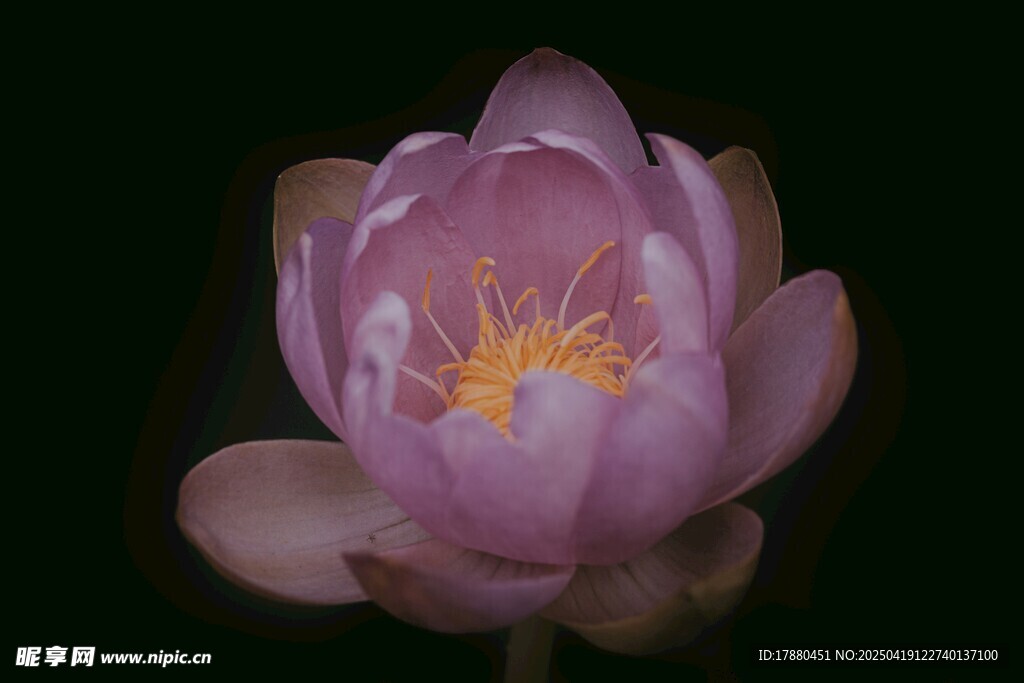 莲花