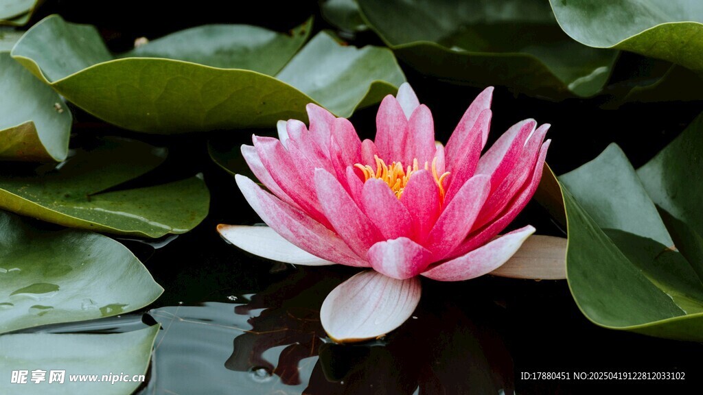 莲花
