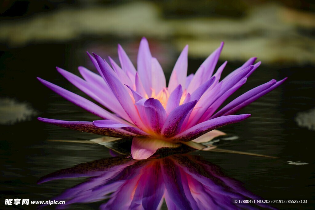 莲花