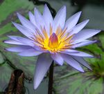 莲花