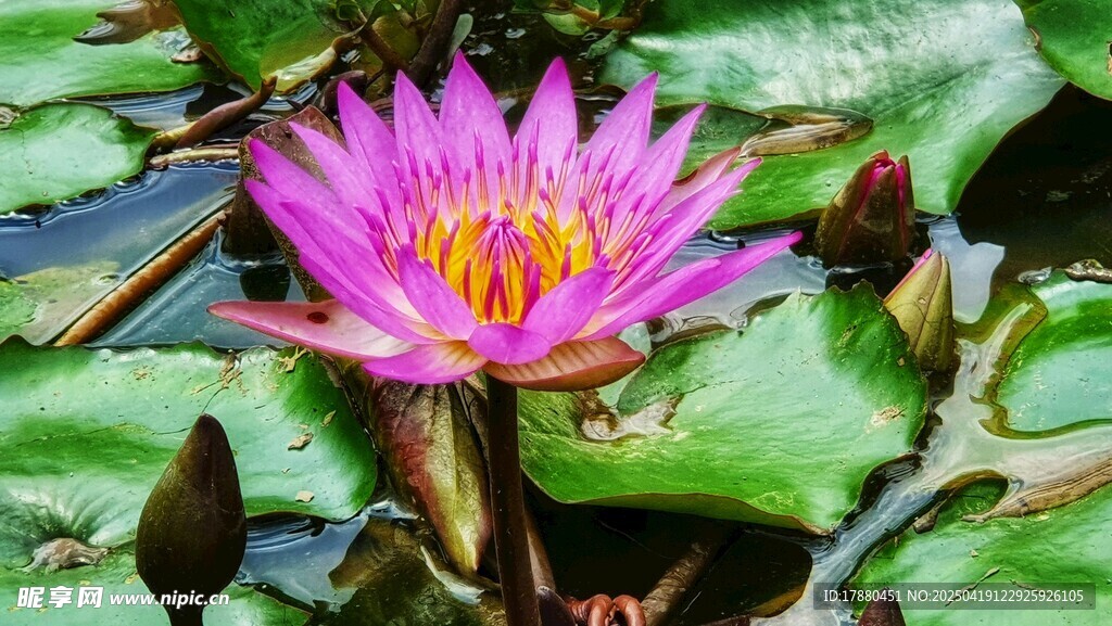 莲花