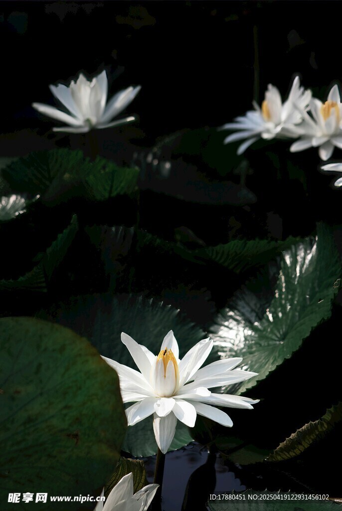 莲花