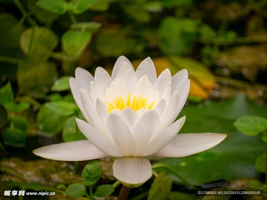 睡莲