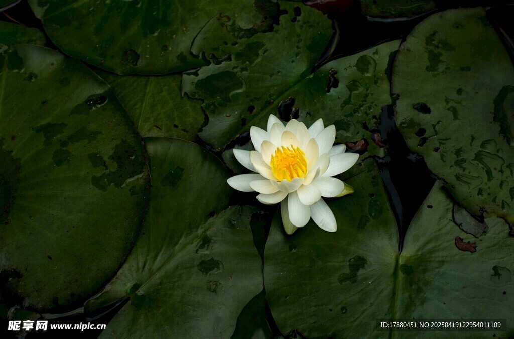 莲花