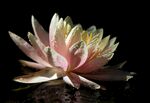 莲花