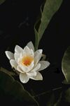 莲花