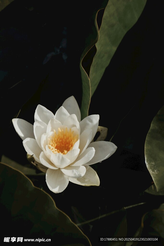 莲花