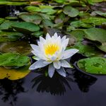 莲花