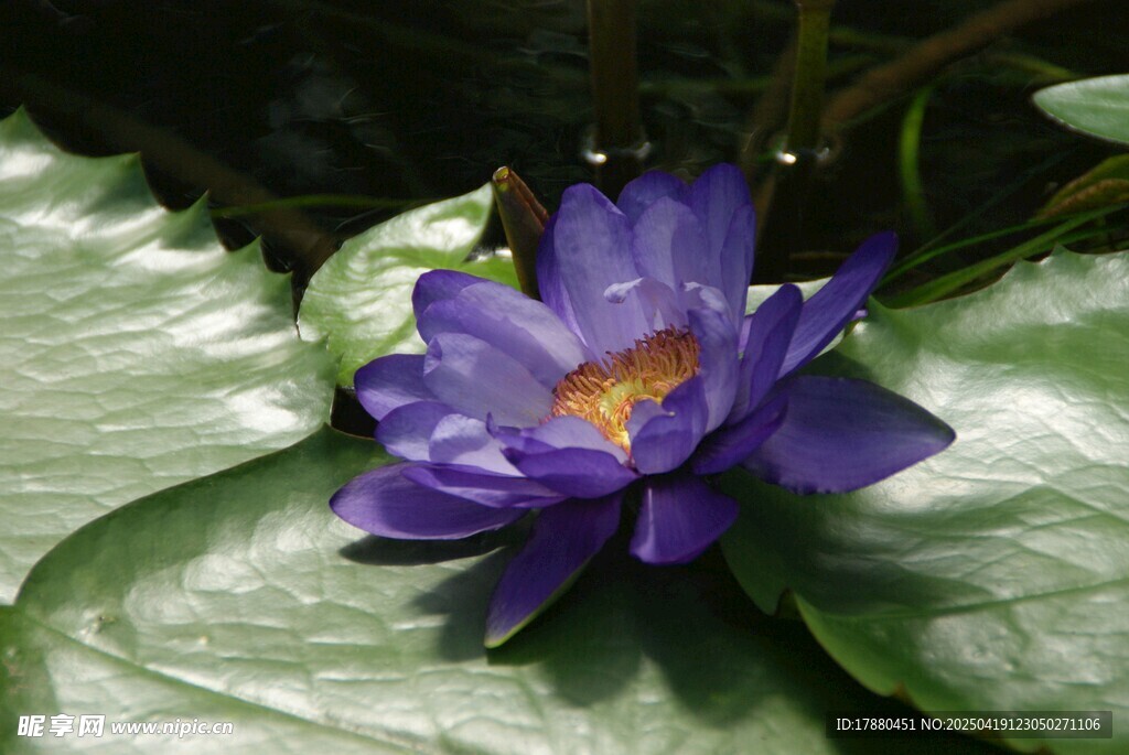 莲花