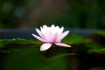 莲花