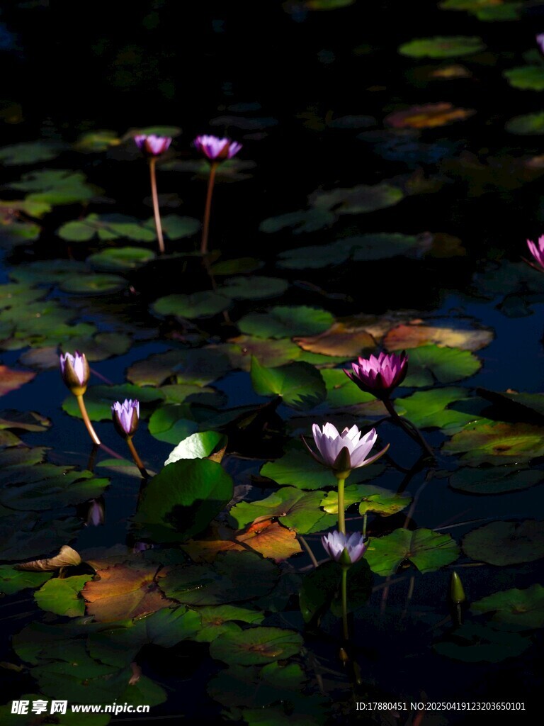 莲花