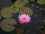 莲花