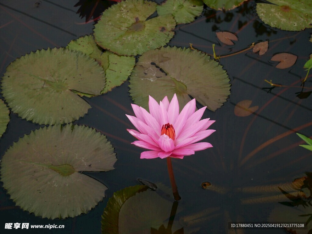 莲花