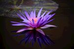 莲花
