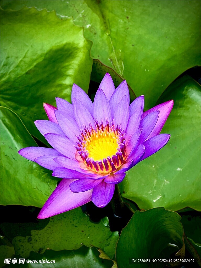 莲花