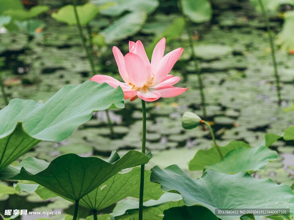 粉色荷花