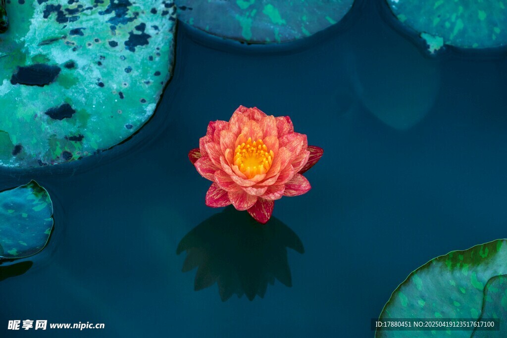 莲花