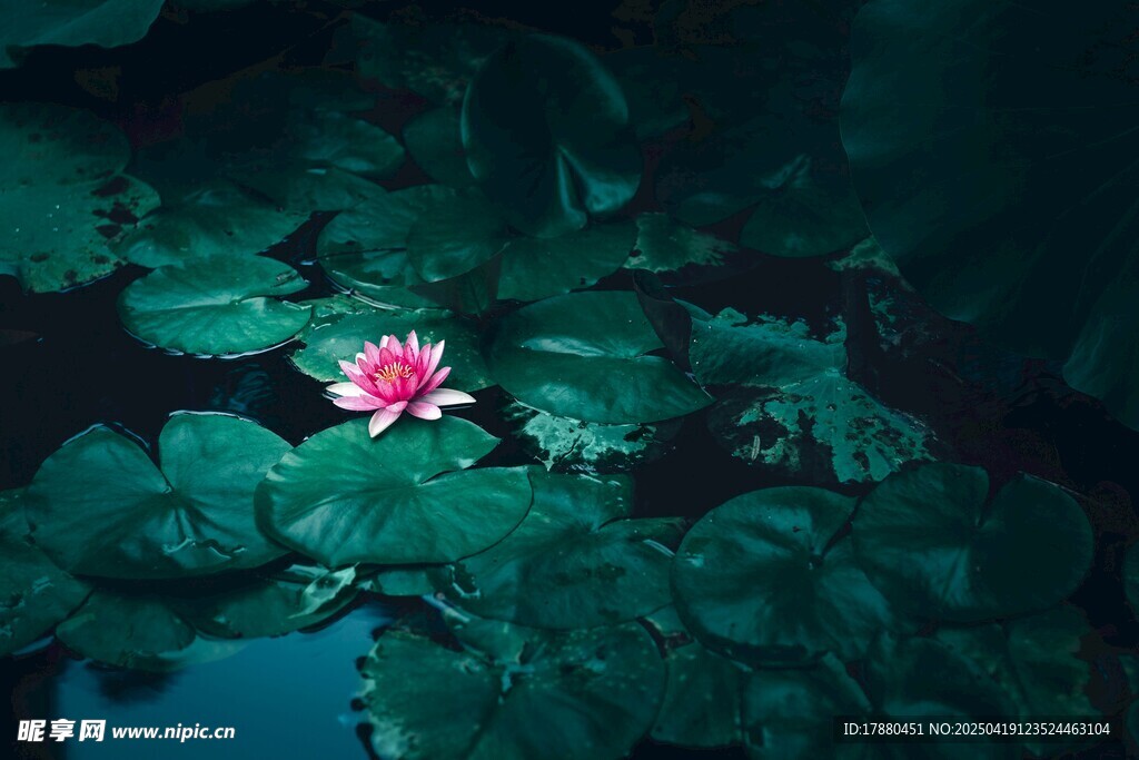 莲花