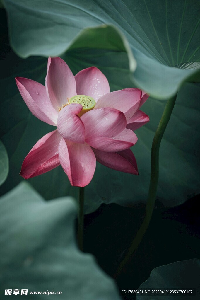 娇艳荷花