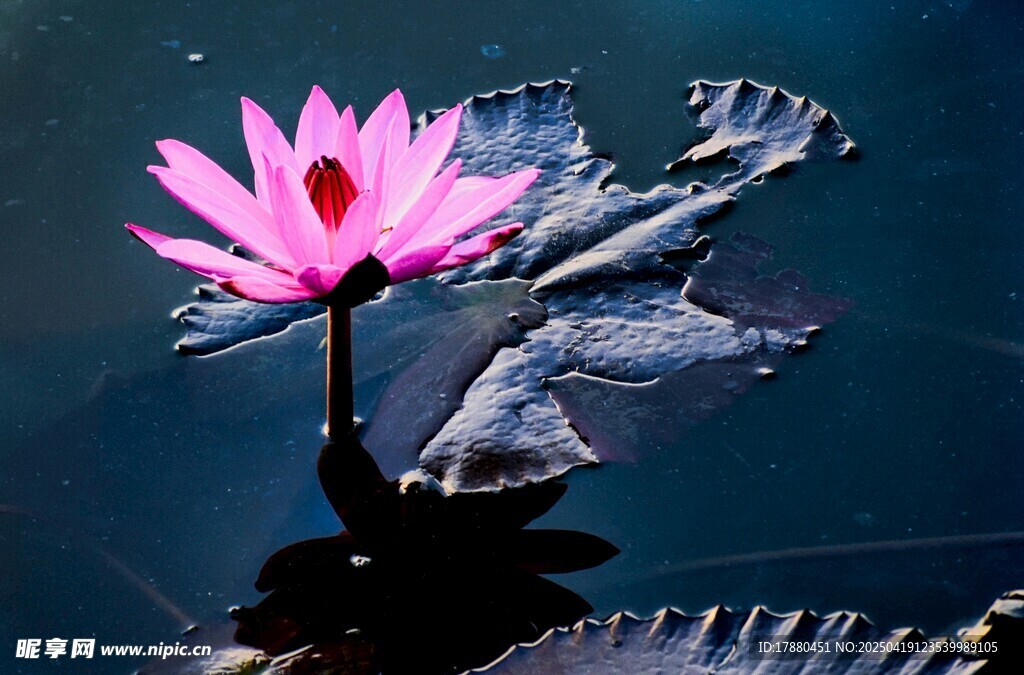 莲花