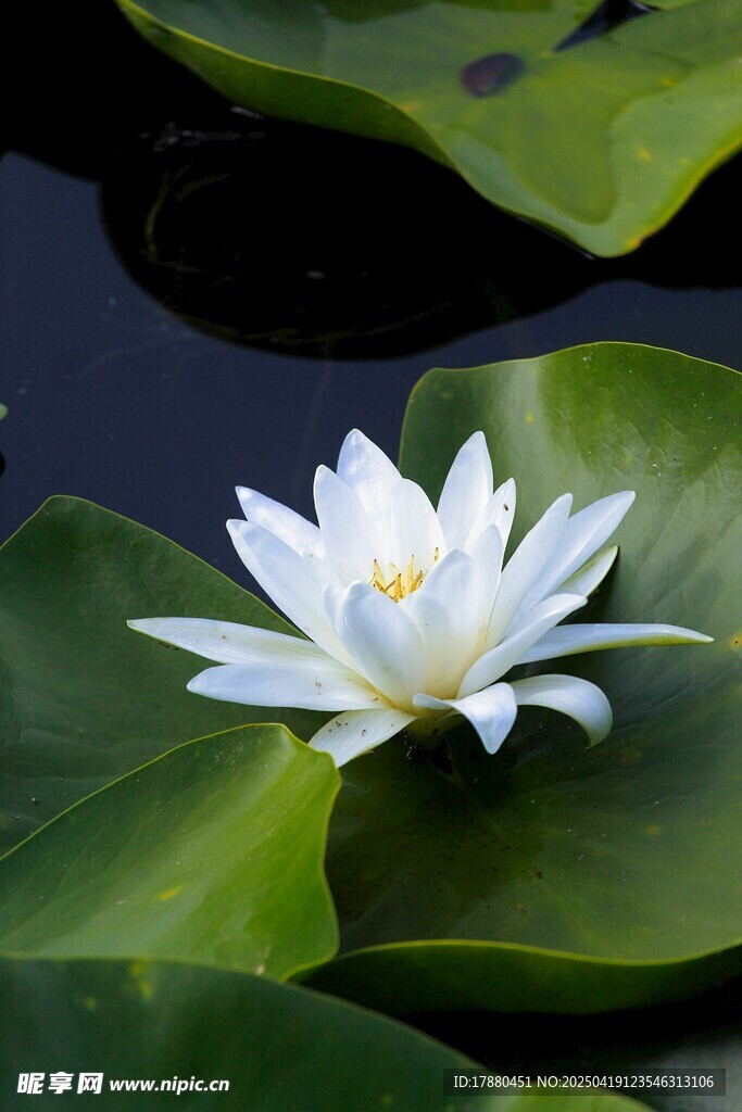 莲花