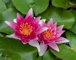 莲花