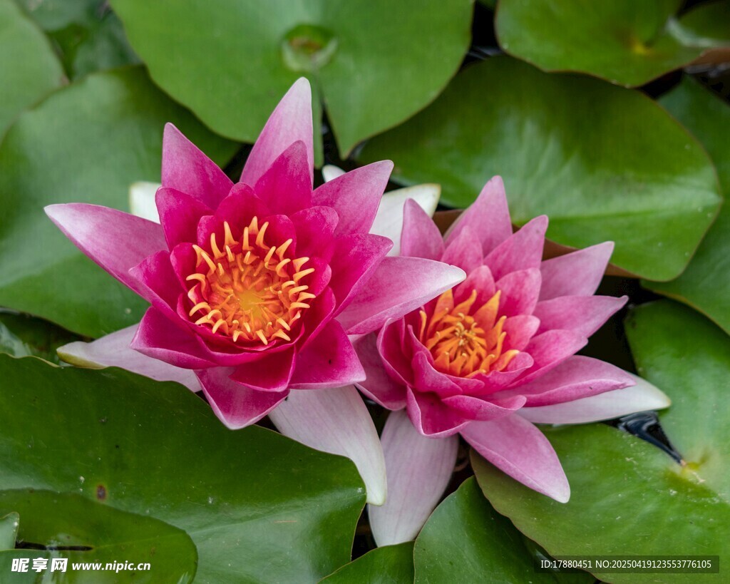莲花