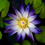 莲花