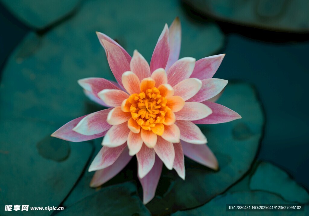 莲花