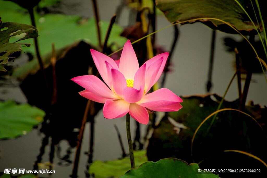 莲花