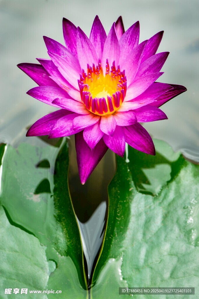 莲花