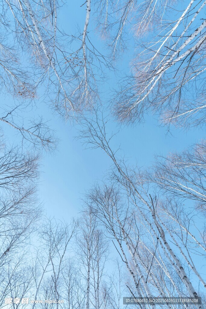 树林