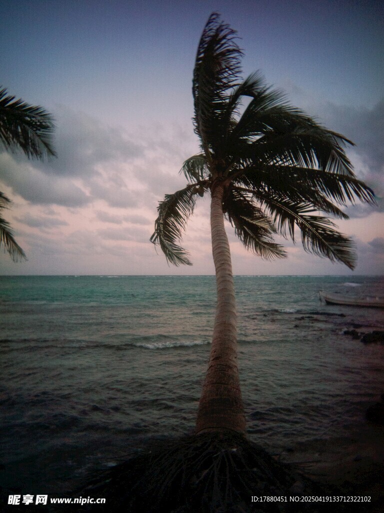 椰树