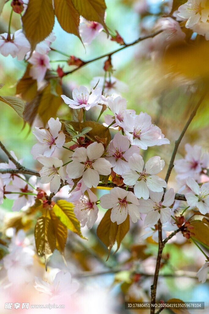 樱花