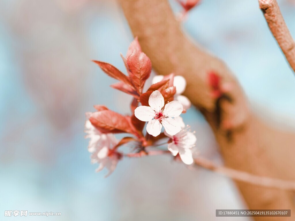 桃花