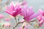 玉兰花