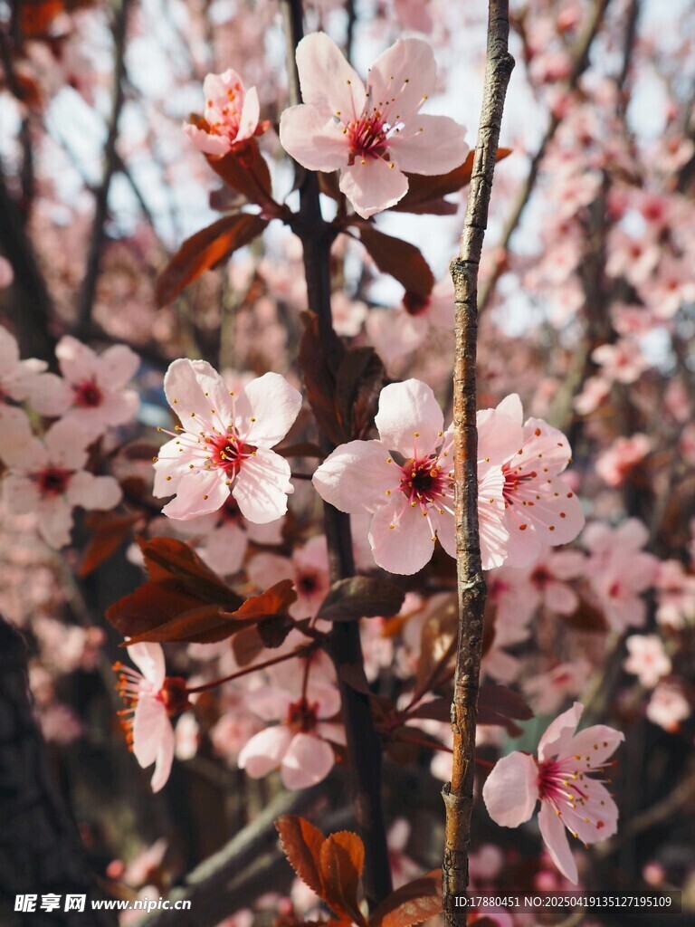 粉嫩樱花