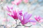玉兰花