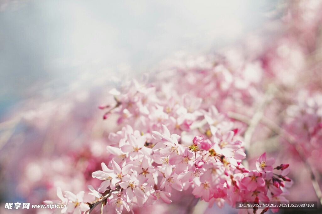 樱花
